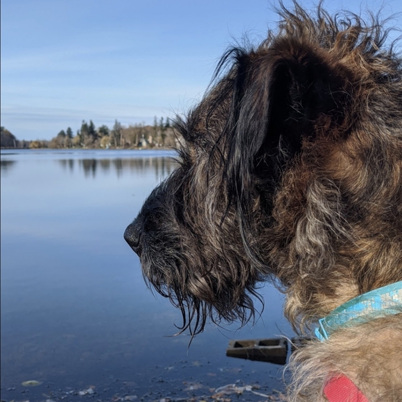 Blue Amber All Natural RARE Pendant Hand Made Necklace - Picture 4 of 4